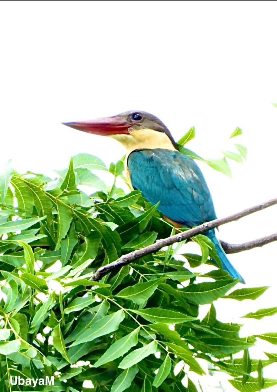 A kingfisher perched among leaves