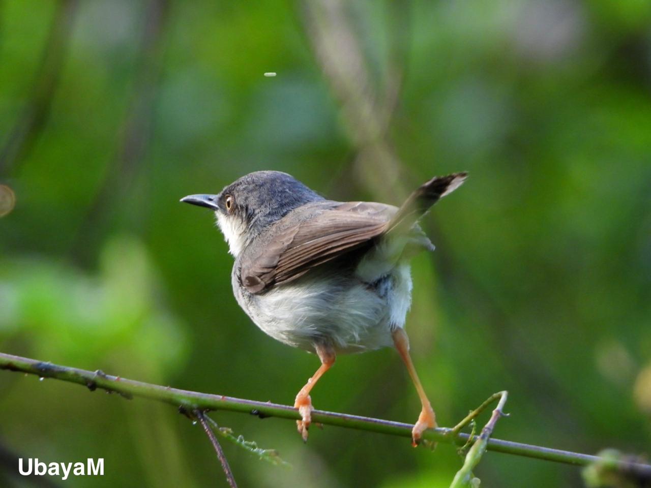 A small bird perched on a twig
