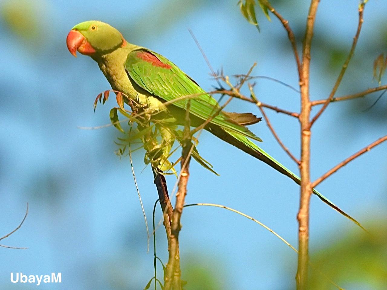 A green parakeet perched against the blue sky