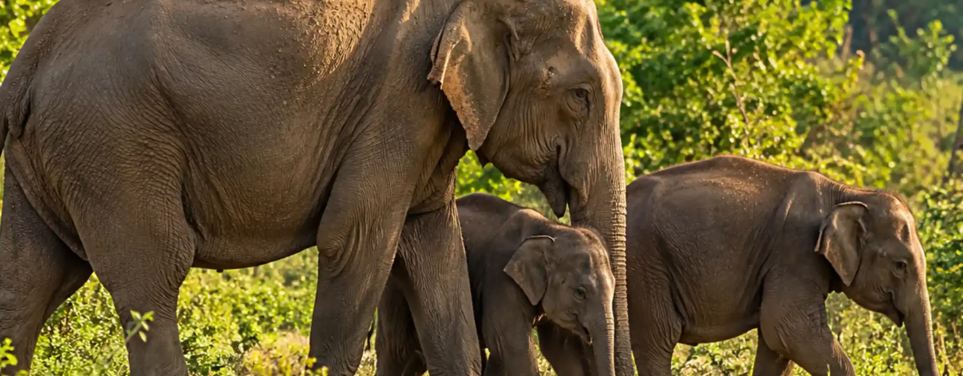 Guests enjoying a safari in Sri Lanka