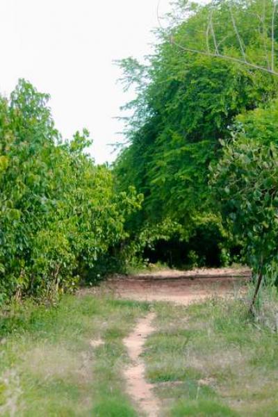 Cinnamon Plantation