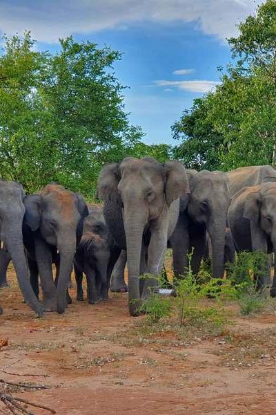 Yala National Park