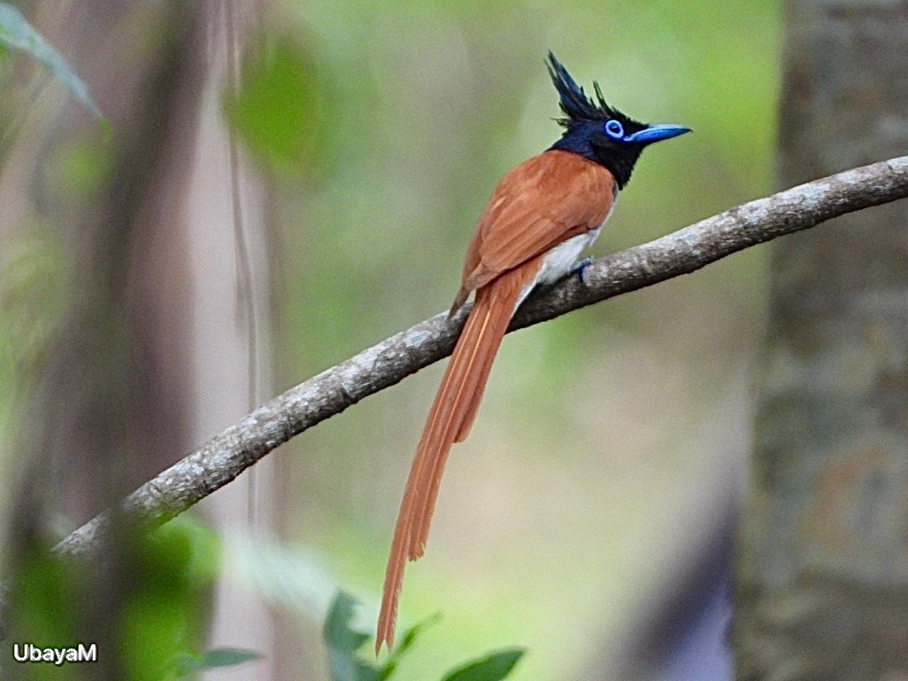 A paradise flycatcher perched on a branch