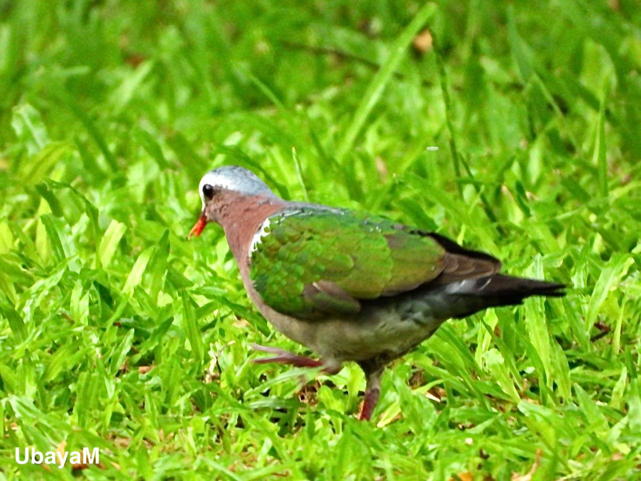 A green pigeon resting in the grass