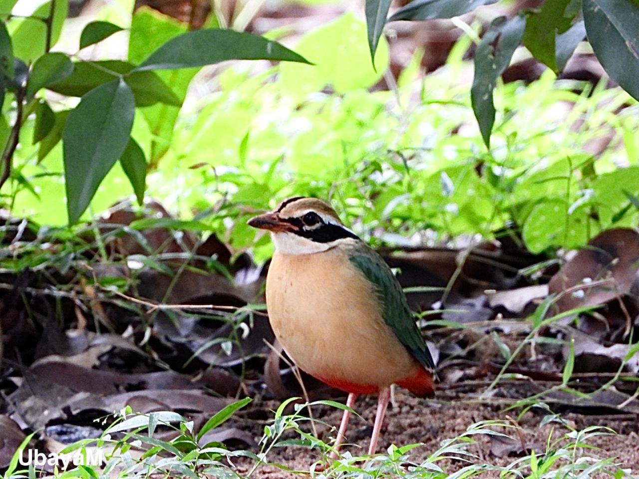 A bird standing among the forest floor